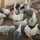 بشاير فيومي المونيوم اعمار اكبر من 3 شهور