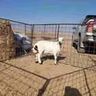 رخل عمرها 6 شهور مقفله شحم على الشعير والبرسيم والتبن