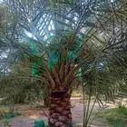 فروخ مثمرة وجثايث