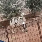 شاة نجدية للبيع