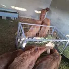 للبيع سواكني العدد 11