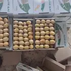 يوجد لدينا جميع انواع التمور