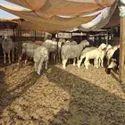 بهم ذبايح للبيع