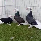 زوج تركي طواقي اسود