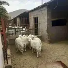 عرض غنم