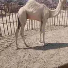 قعودعلى حليب امه عمره حول سبعه شهور