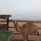 بكره شعلا كفو عمرها 6 شهور للبيع
