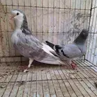 حمام مشكل