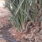 فروخ نخل صقعي مجدول وجثايث ونقايل