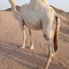 للبيع النايق اللقحات