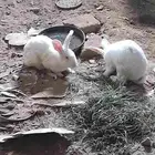 للبيع زوج أرانب