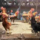 ديوك عمر 4 شهور ونص بلدي