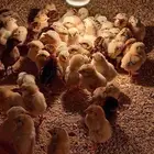 Fumie cheken 600 piece