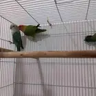 ذكور روز منتجه
