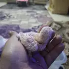 فروخ روز