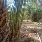 فروخ نخيل طيبه وجثايث