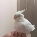 كروان ابيض للبيع اليف