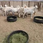 غنم العدد 8 تحتها أربعة ذبائح