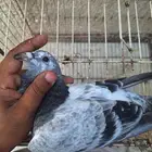 زاجل سباق