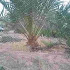 نقايل وفسايل صلطانه  ومصيفه