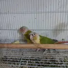 جوز كنيور للبيع