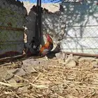 ديك عربي أصيل