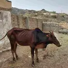 بقره