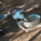 وز للبيع 7حبه عمر من 10 الى 11 شهر ذكوار وانثي