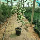 جهنميه ابيض (مشاتل نماء الخضراء بالرياض )