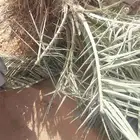 يوجد لدينا نخل جثايث كبار وفروخ مقلوع