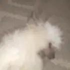 كلب ملتيز