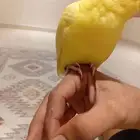 فرخ دره لاتينو عيون حمر