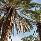 سعف نخل