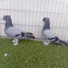 طبه حب رمان ازرق