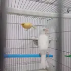 كناري