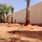 نخل خلاص برحي سكري