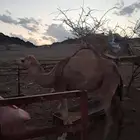 بكره عمرها 10اشهور للبيع الباحة العقيق