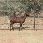 للبيع عنز دافع