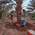 نقايل نخل اخلاص صقعي سلاطين للبيع