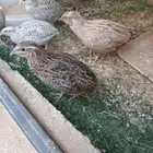 سمان. البيع