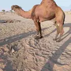 بعير عوني كفو