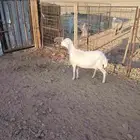 شاه حايل مقفله شحم على الشعير والبرسيم والتبن