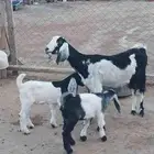 عنز مصريه خلفه متاوم تحتها تيوس. تم البيع