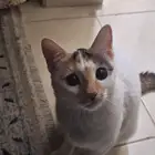 للتبن ي   القطة ياسمين