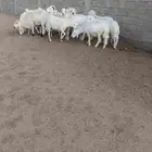 ضان دفع بفحلها