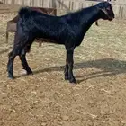 مشروع تيس فحل
