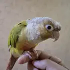 للبيع كنيور مميز أليف عمره سنة