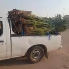 يوجد لدينا جميع انواع النخيل المثمرة وزينه اتواصل جوال 05065