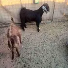 تيوس للبيع ..