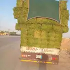 الرياض. برسيم. صافي. وناعم. والعدد. 237. حبه. واصل. اي. مكان